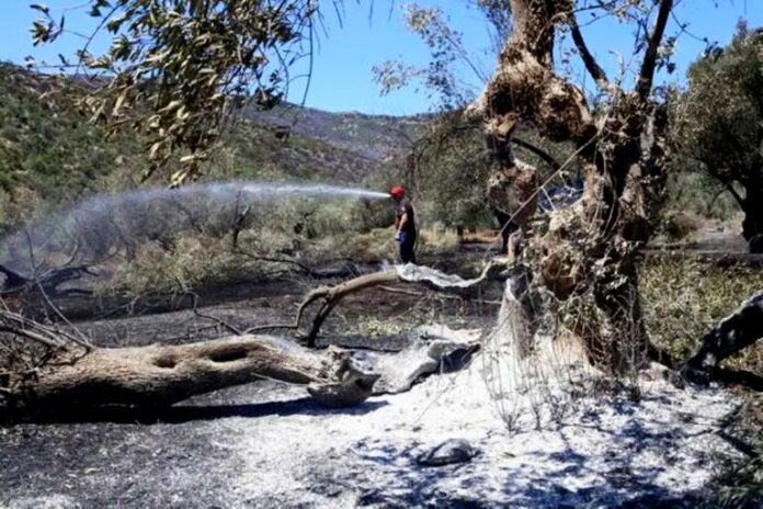 incendio ulivi