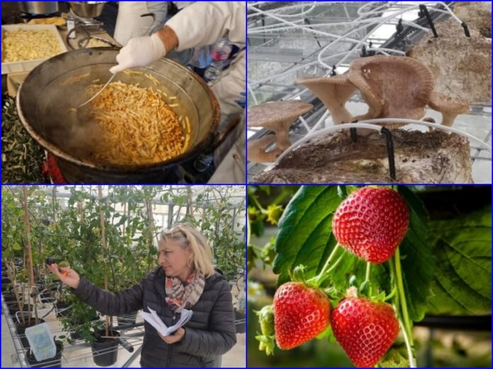 Istituto d’Istruzione Superiore (IIS) Majorana