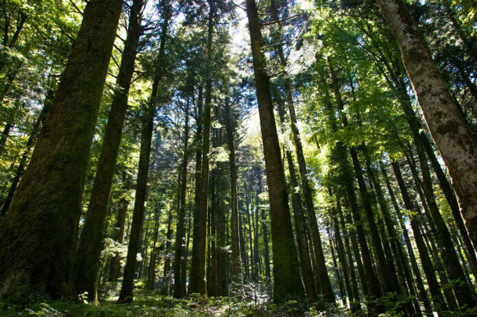 serra san bruno bivongi bosco