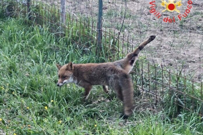 volpe zampa bloccata