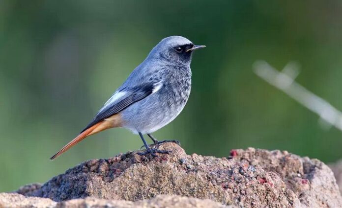 Codirosso spazzacamino