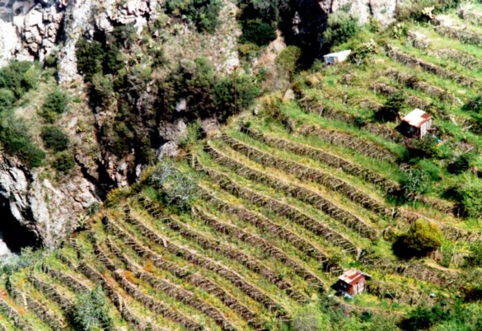 Vigneti terrazzati della Costa Viola