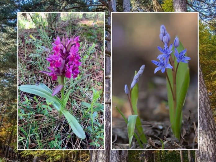 fiori orchidea sila