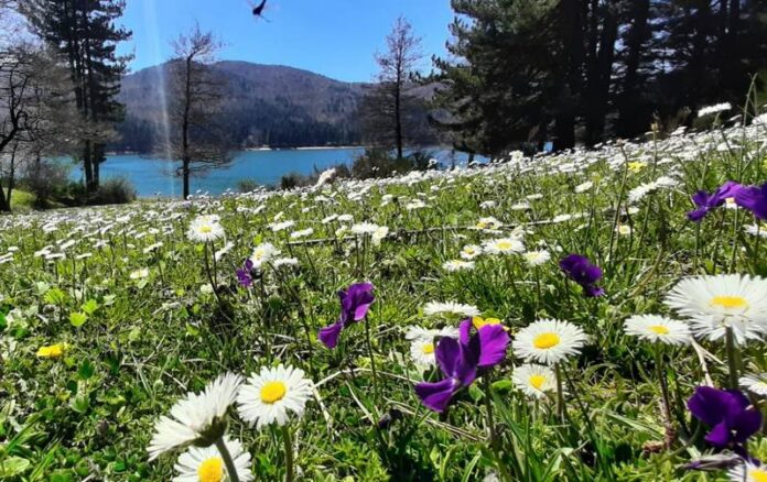 fiori sila primavera