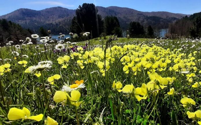fiori sila primavera