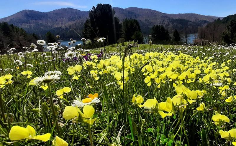 fiori sila primavera