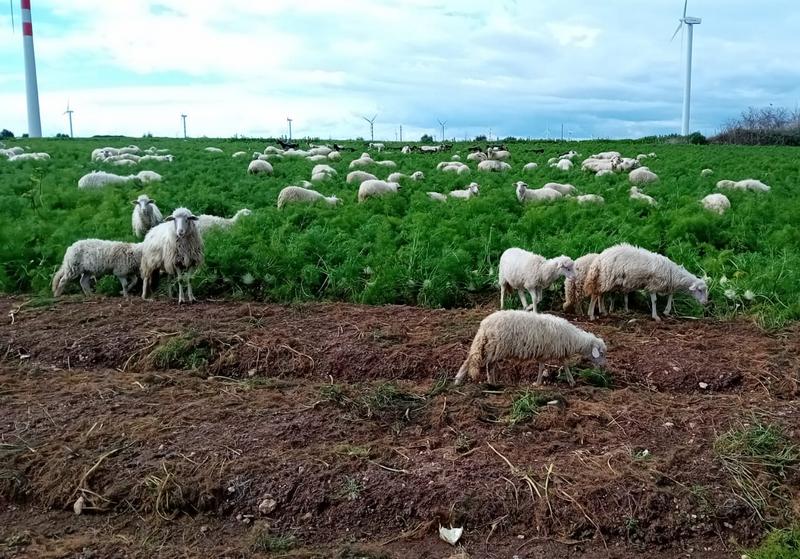 pecore tra il finocchio igp