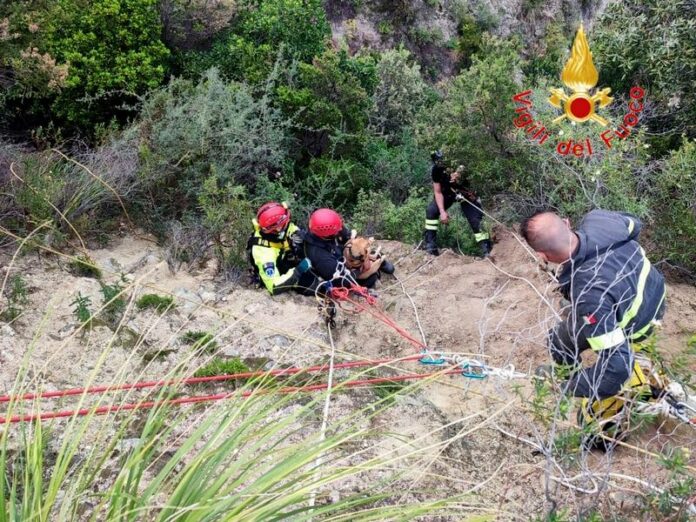 salvataggio cane vigili del fuoco