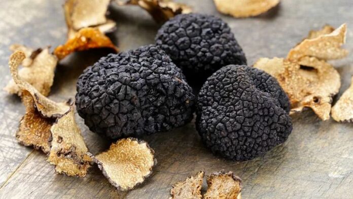 tartufo nero pollino