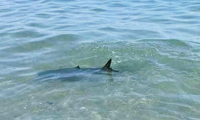 squalo verdesca villapiana