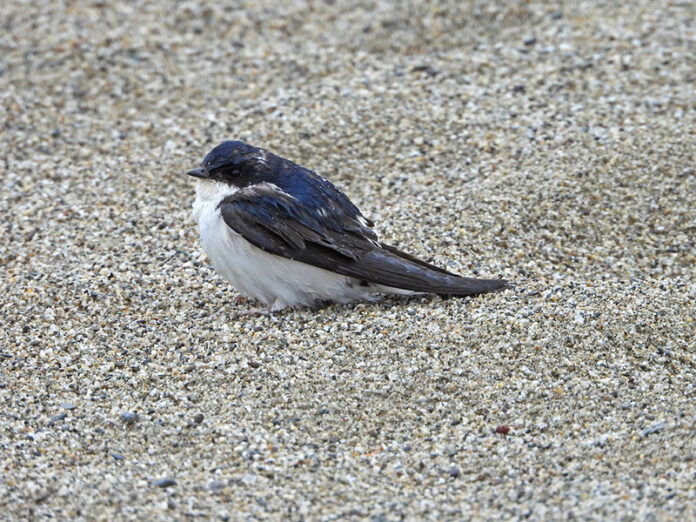 Balestruccio (Delichon urbicum)