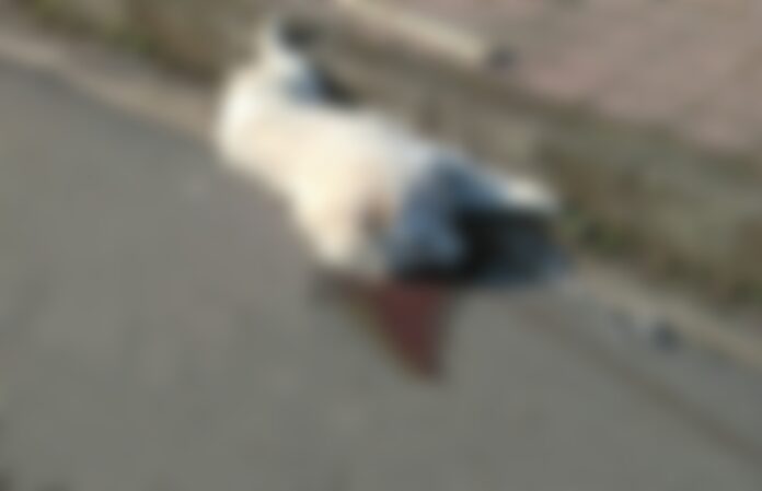 cane ucciso a catanzaro