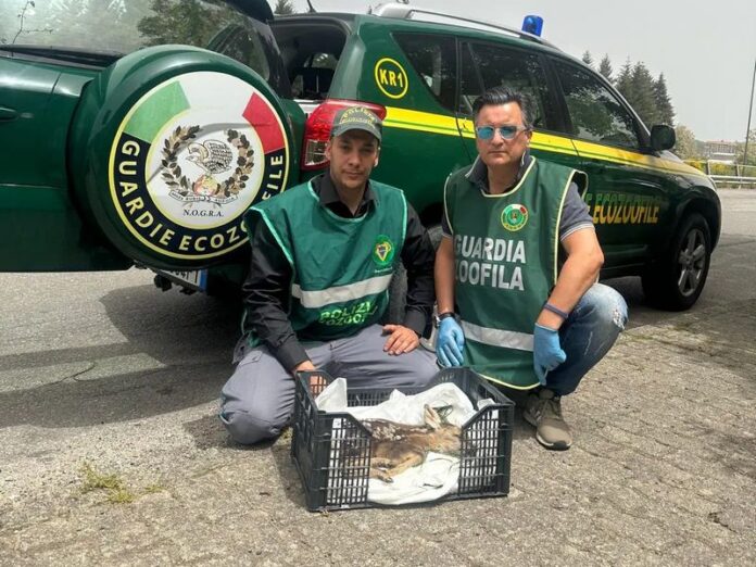 cucciolo di capriolo soccorso