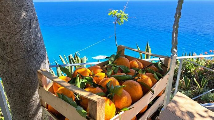 agrumi calabria