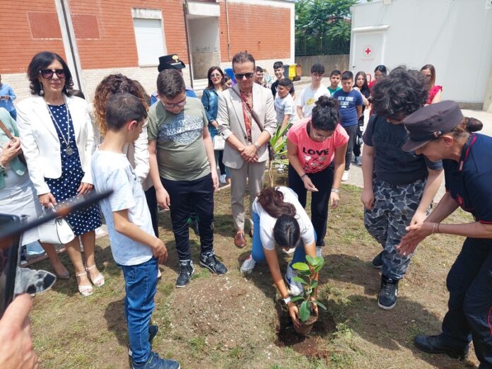 albero falcone taurianova