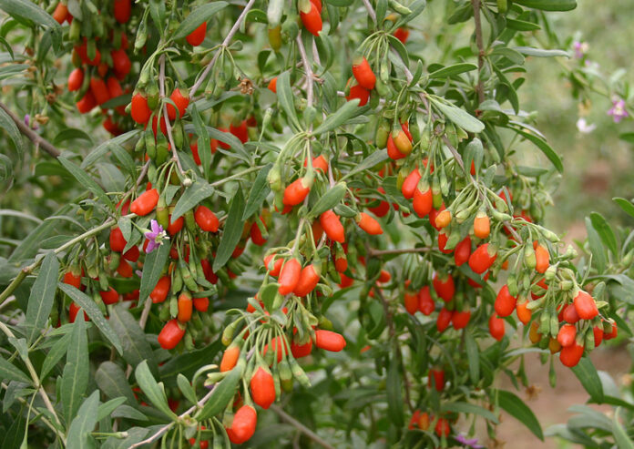 bacche di goji