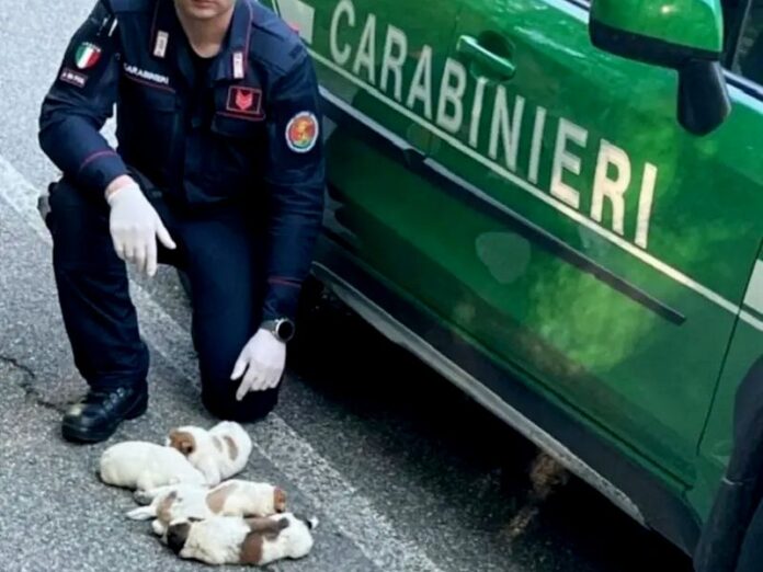 carabinieri forestali cagnolini