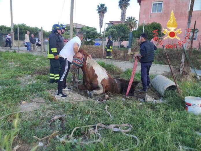 crotone salvataggio cavallo