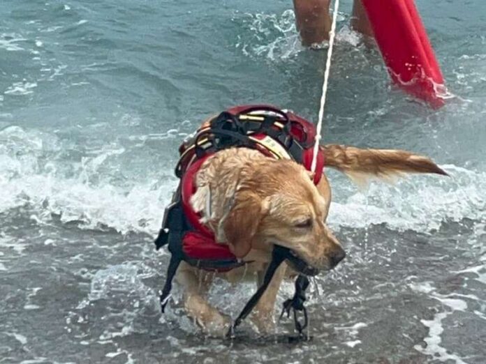 mae cane salvataggio