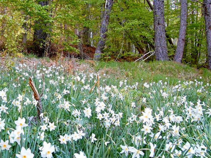 primavera sila