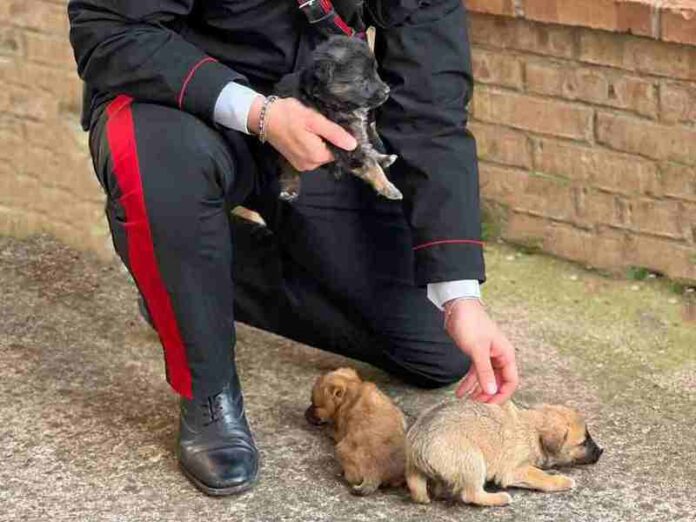 soccorso cani carabinieri