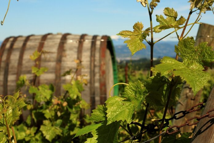 cantine aperte Calabria