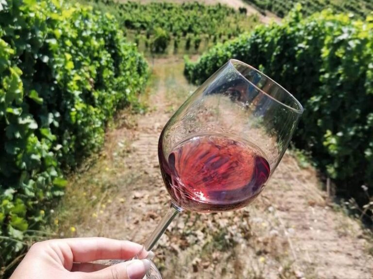 vino vigneto sila