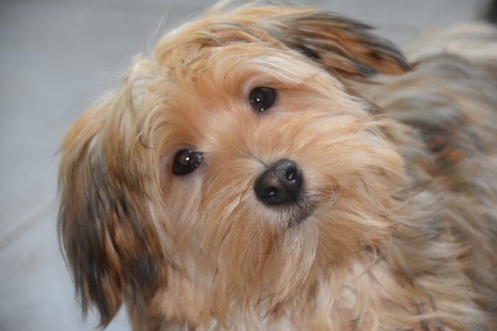cane