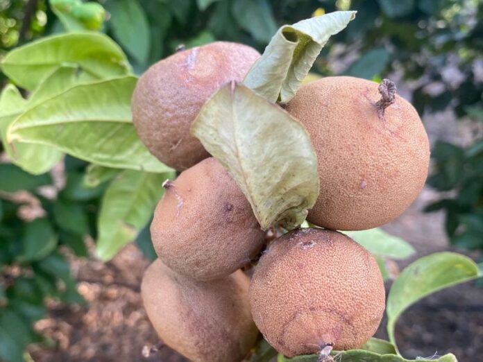 Danni da caldo e siccità su frutti e foglie di bergamotto ad agosto 2023
