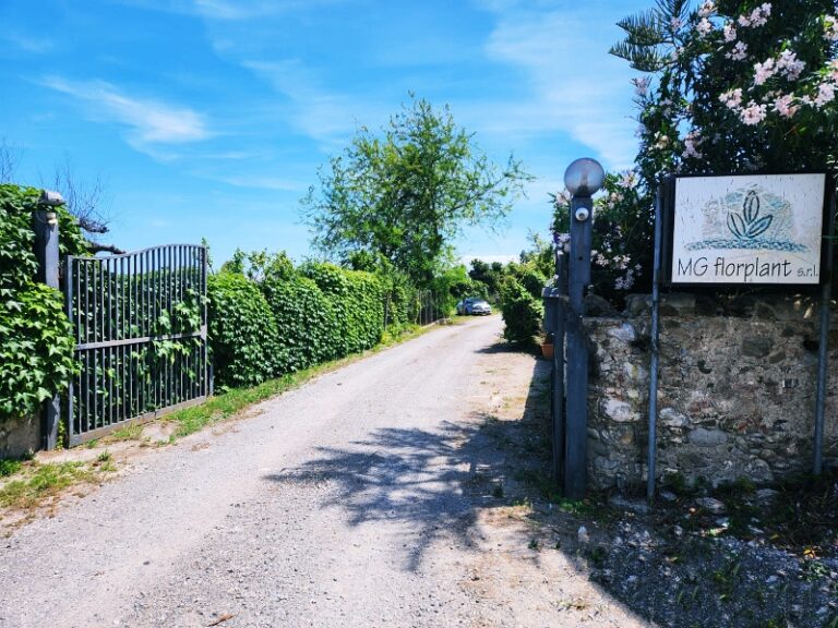 fiori piante Calabria