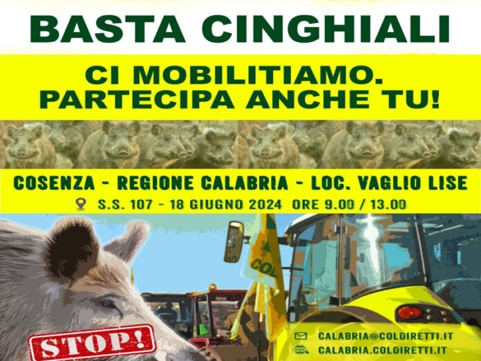 mobilitazione cinghiali