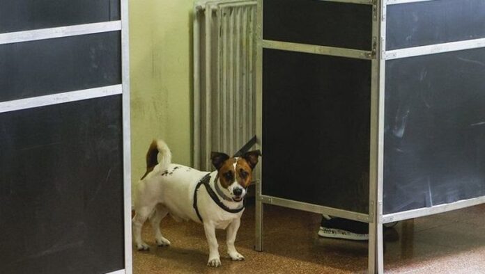 cane al seggio