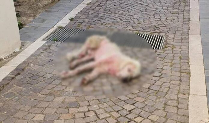 cane morto paludi