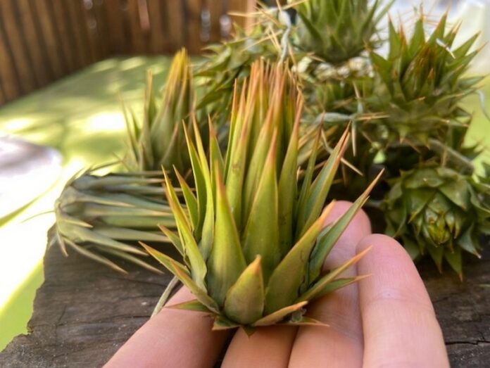 carciofini spinosi selvatici