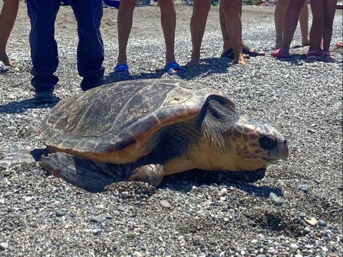 cetraro tartaruga caretta caretta