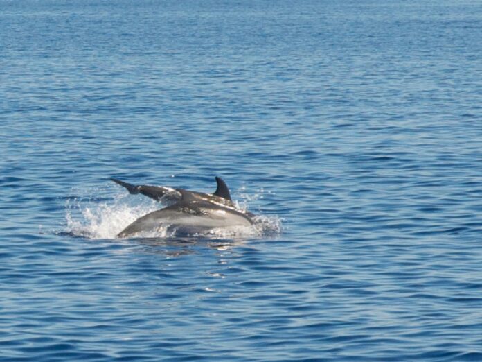 delfini-mare