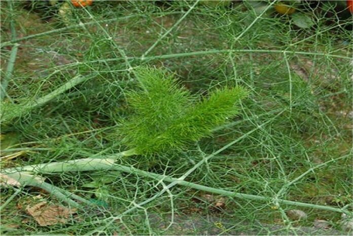 finocchietto selvatico