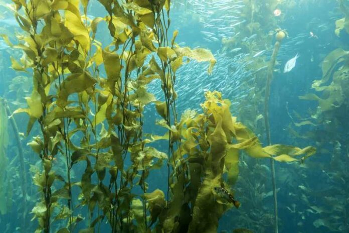 laminaria gigante