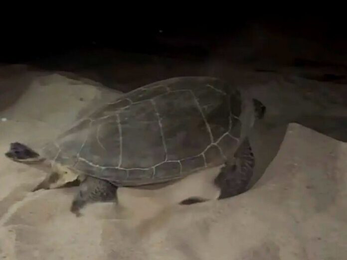 Chelonia mydas tartaruga verde calabria