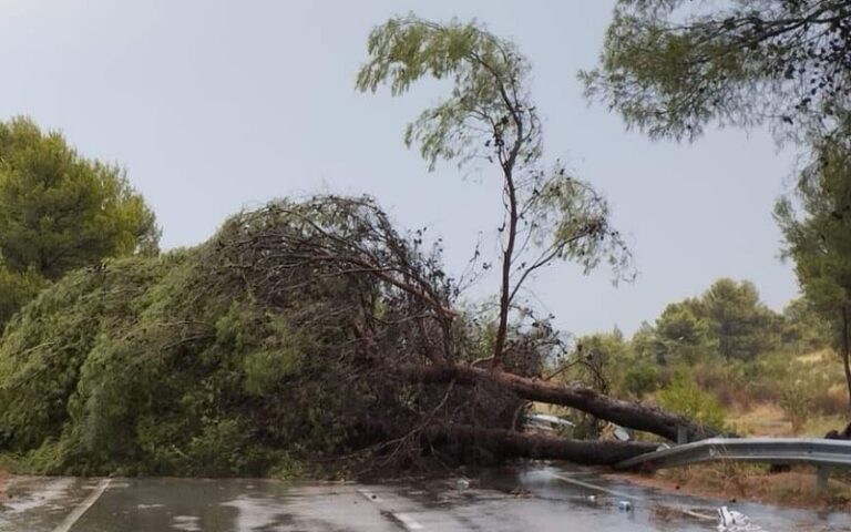 albero sulla strada statale