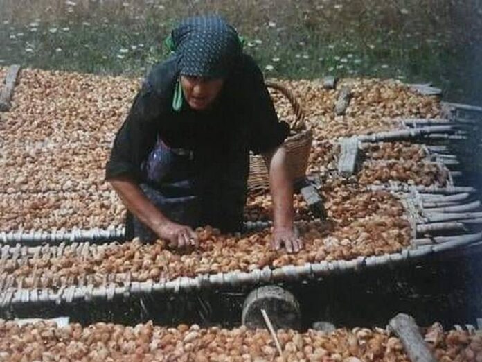 anziana donna calabrese cura fichi secchi