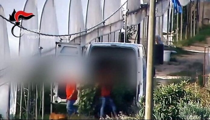 arresti piantagioni cannabis