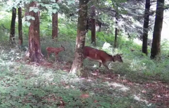 cervo italico calabria