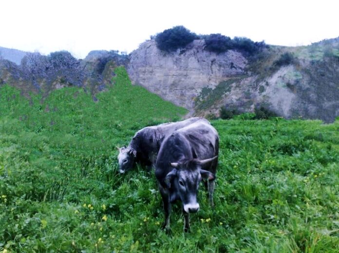 razza podolica allevamento