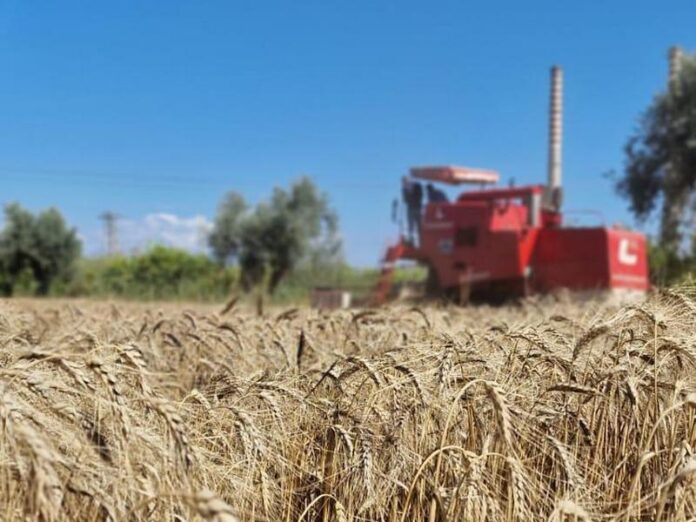 trebbiatura grano agricoltura