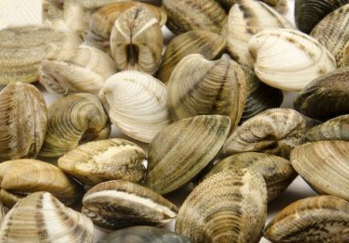 ritirate dal mercato vongole surgelate