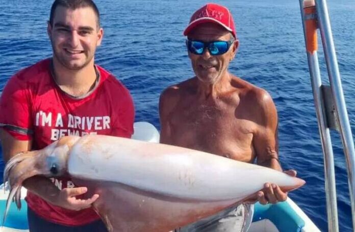 calamaro gigante calabria