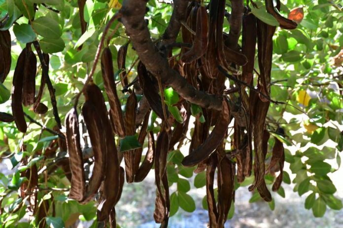 carrube_foto ciclovia parchi calabria