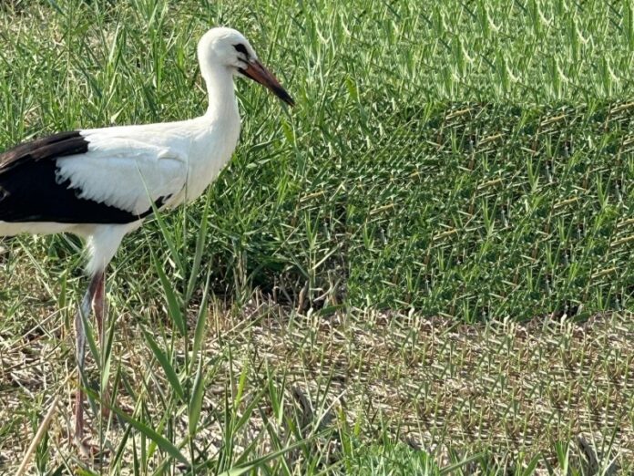 cicogna bianca