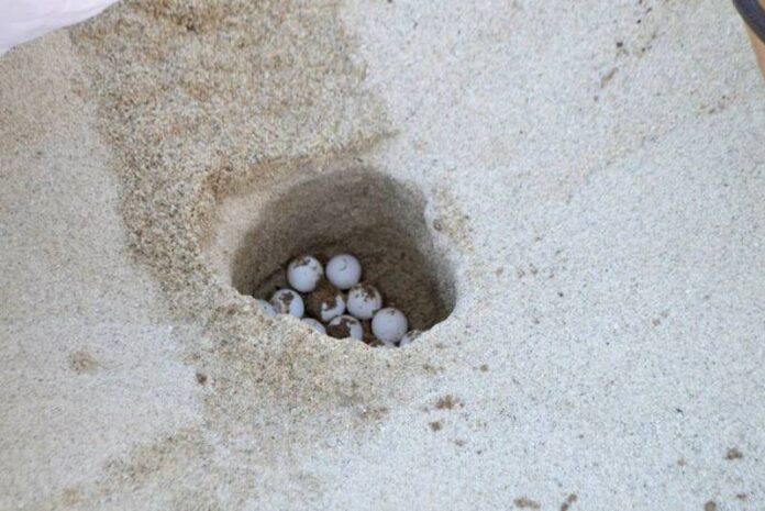 nido uova tartaruga